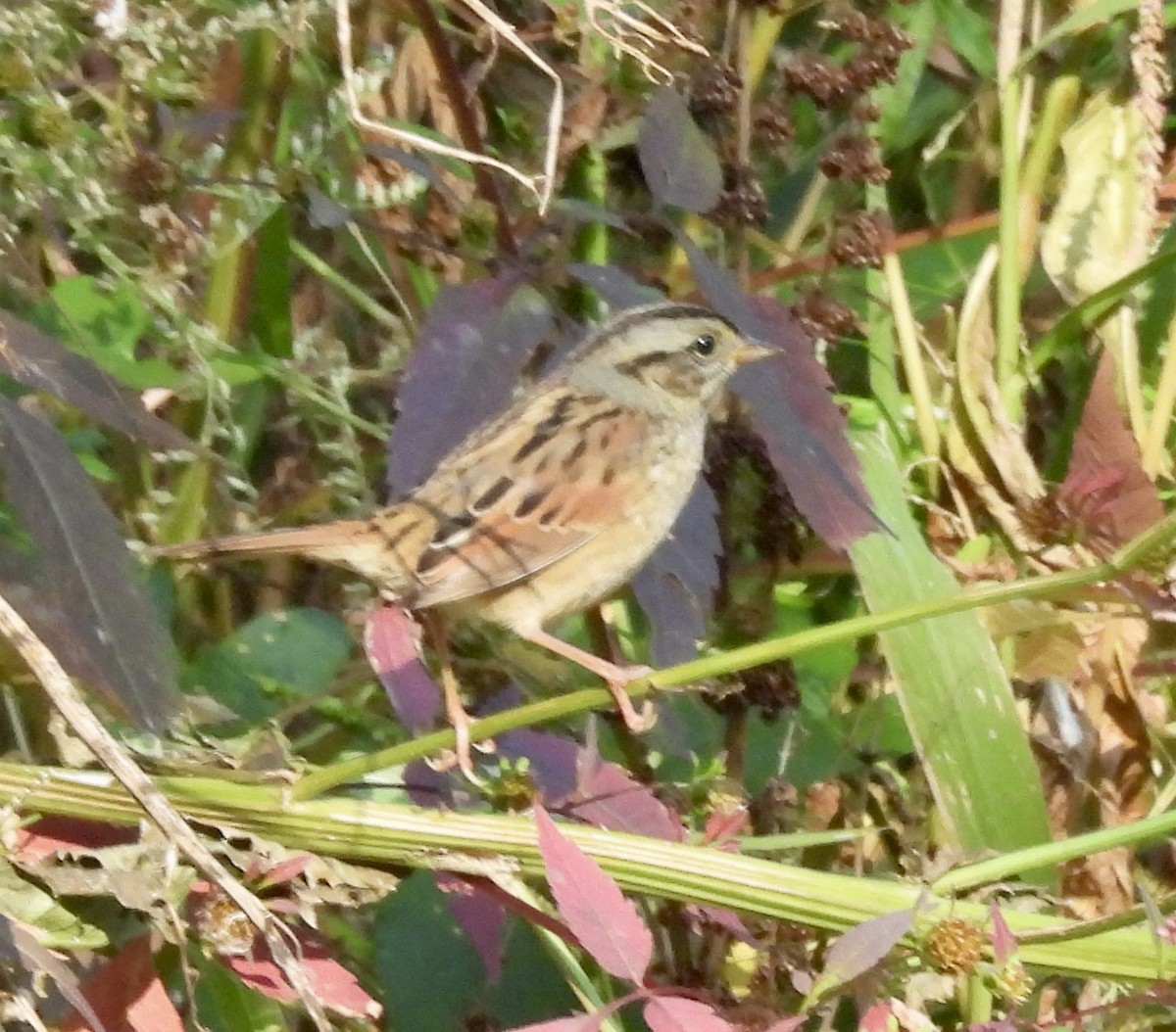 Swamp Sparrow - Susan Hedman