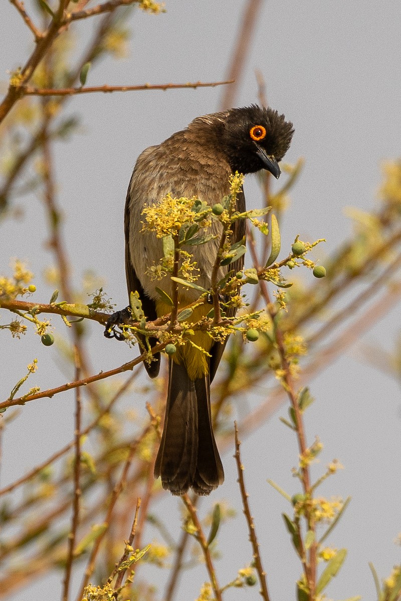 Black-fronted Bulbul - ML609668209