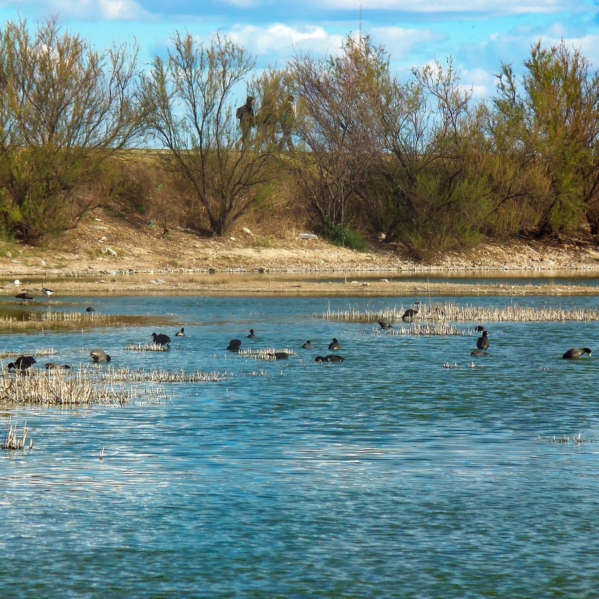 Red-gartered Coot - Marisel Morales