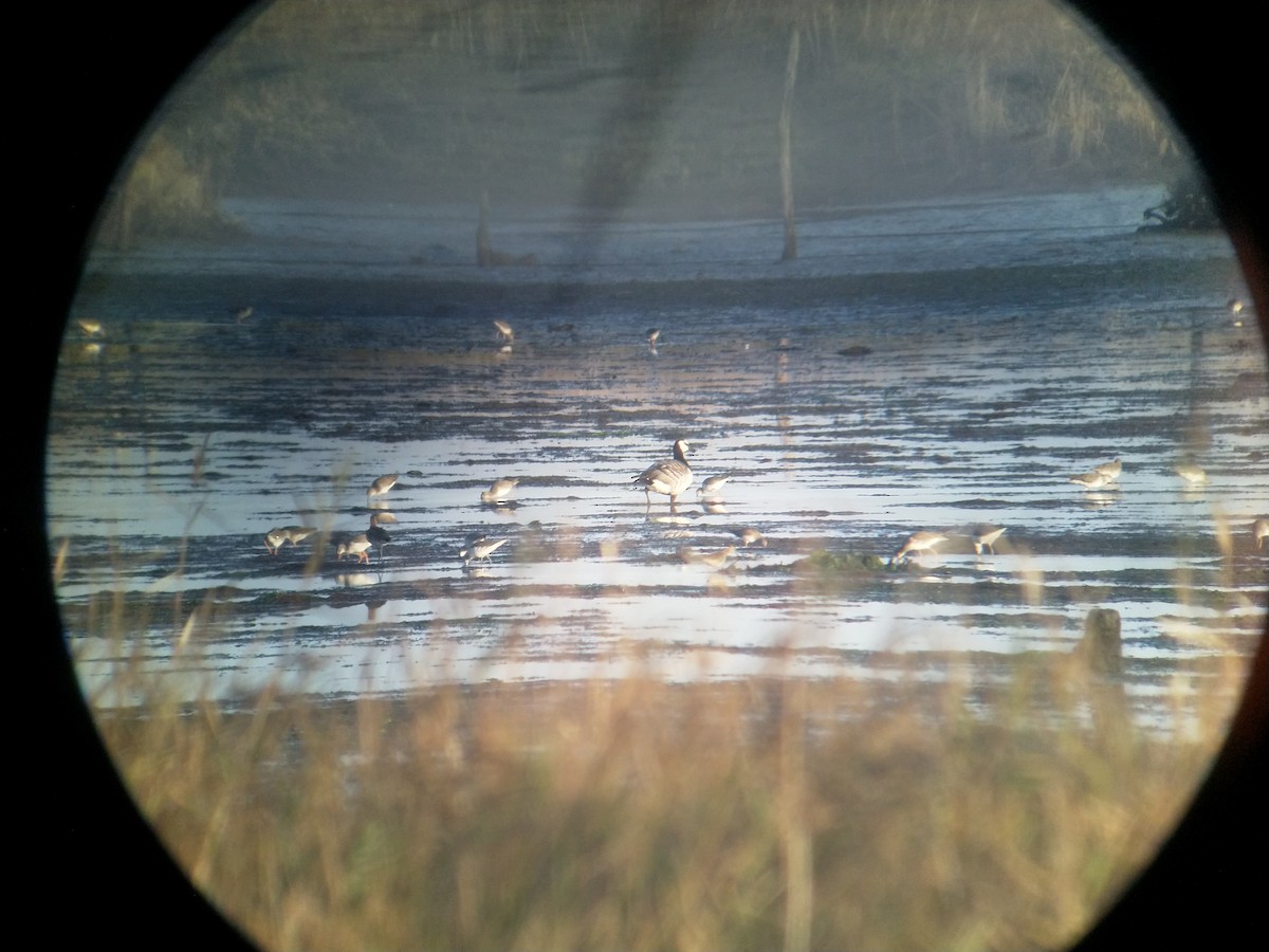 Barnacle Goose - ML609668302