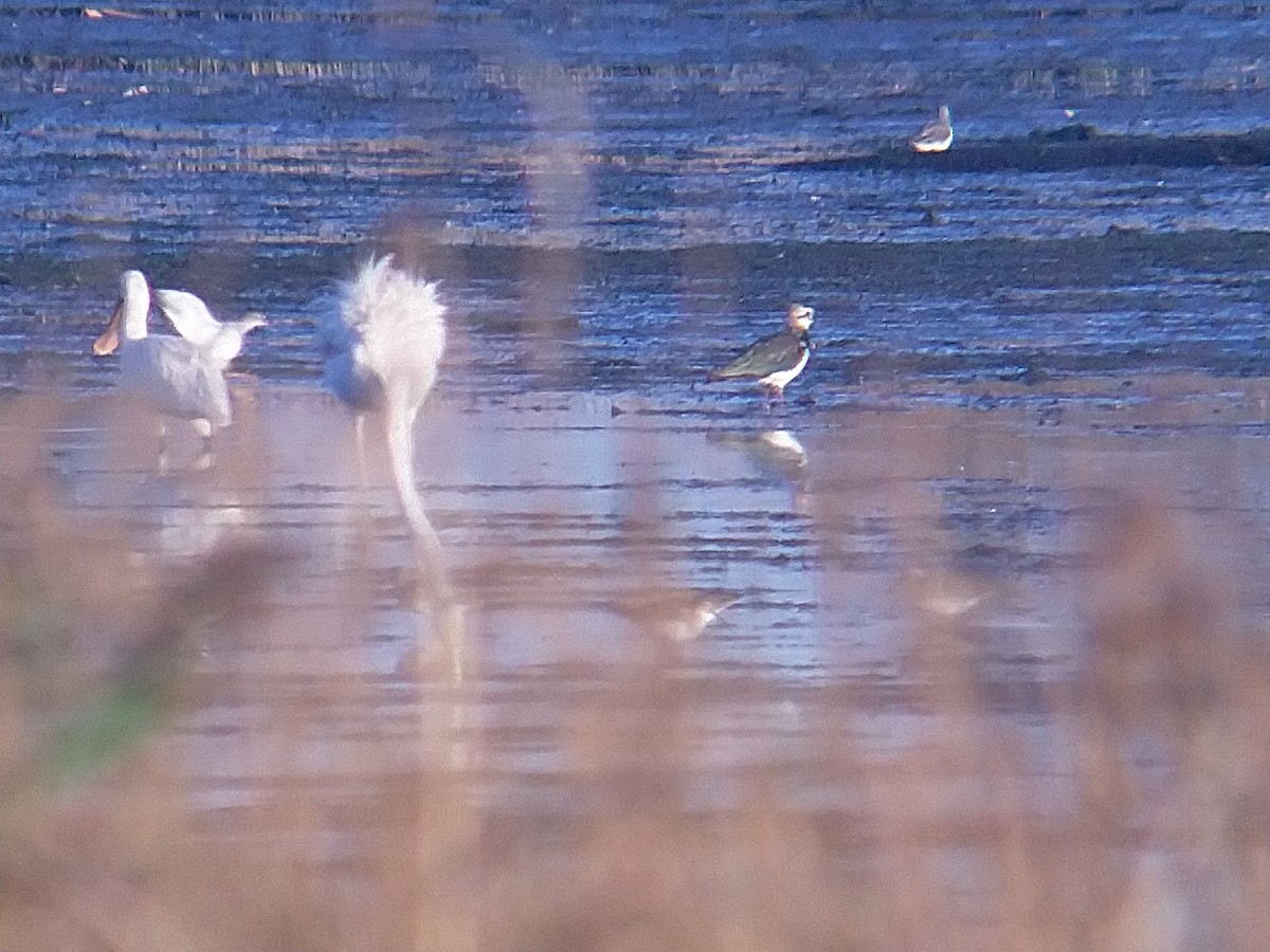 Eurasian Spoonbill - ML609668347