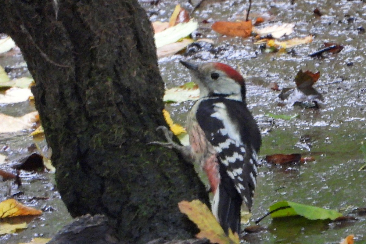 Middle Spotted Woodpecker - ML609668354