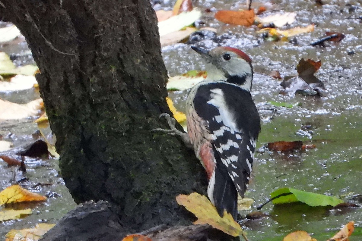 Middle Spotted Woodpecker - ML609668355