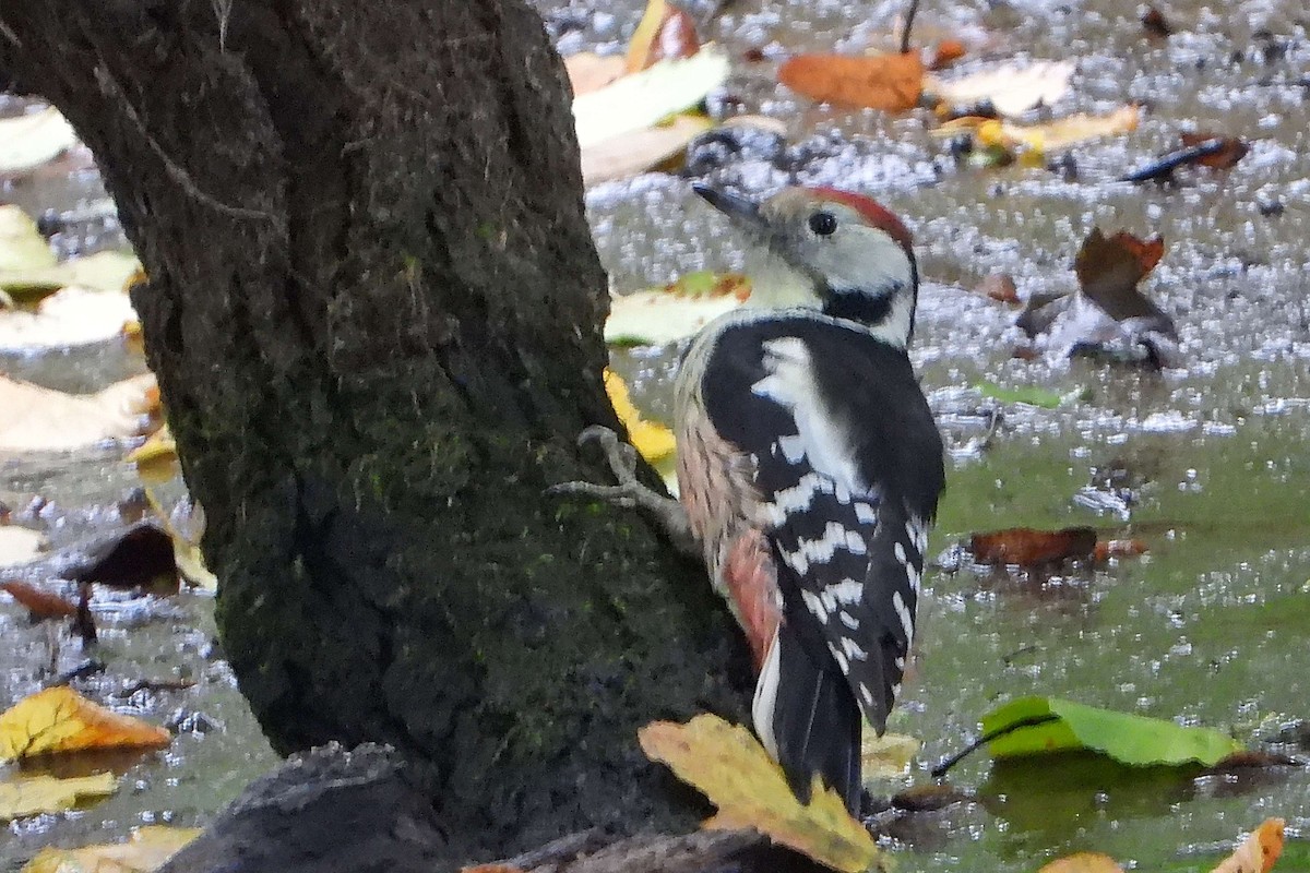 Middle Spotted Woodpecker - ML609668356
