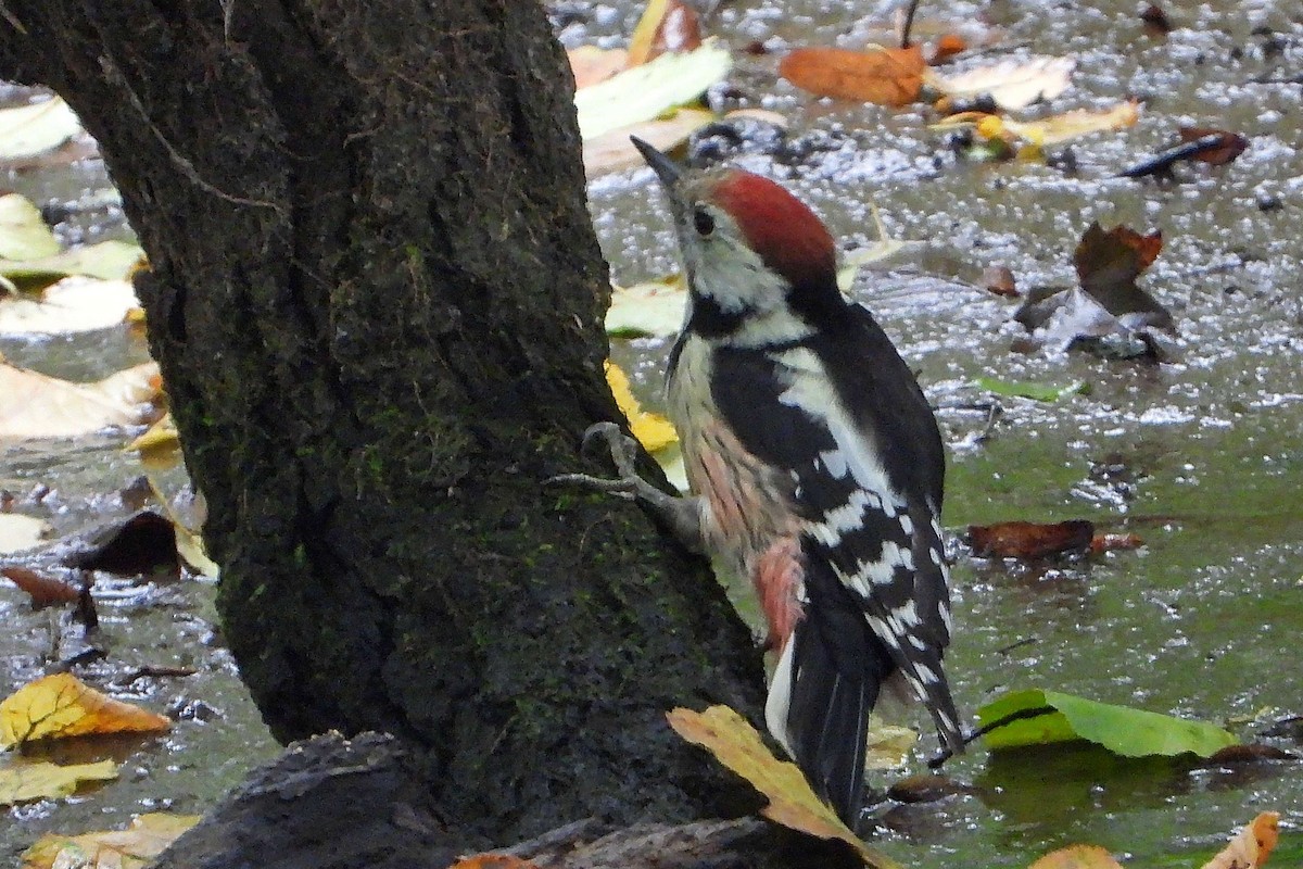 Middle Spotted Woodpecker - ML609668362