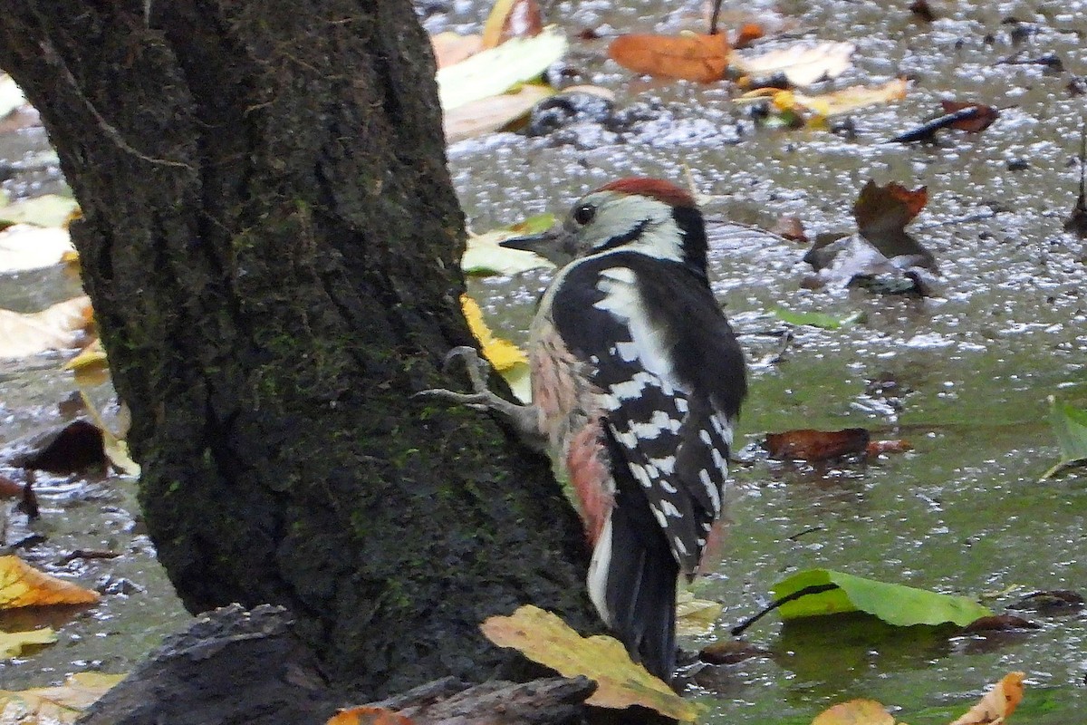 Middle Spotted Woodpecker - ML609668363