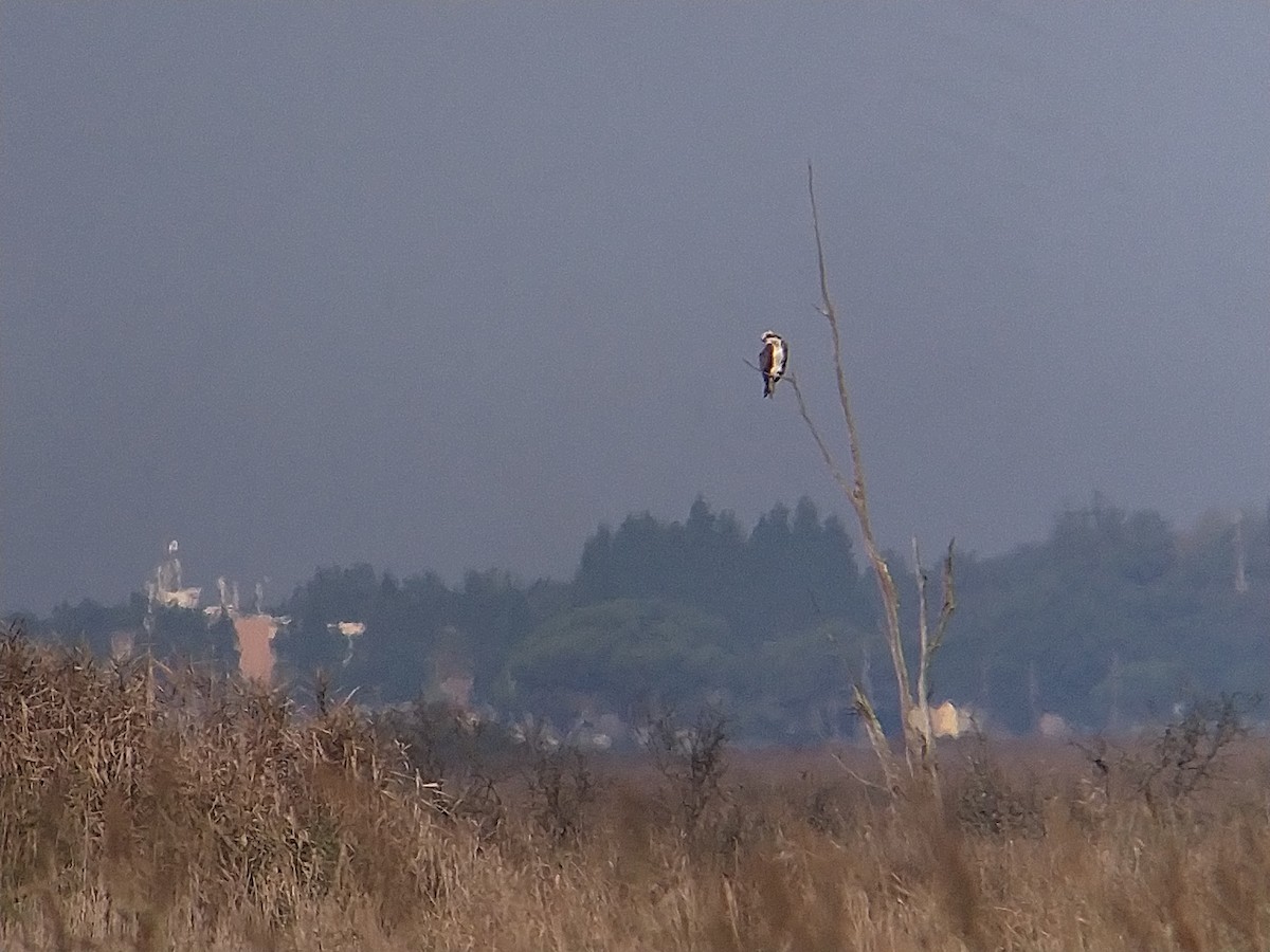 Osprey - Marco Nunes