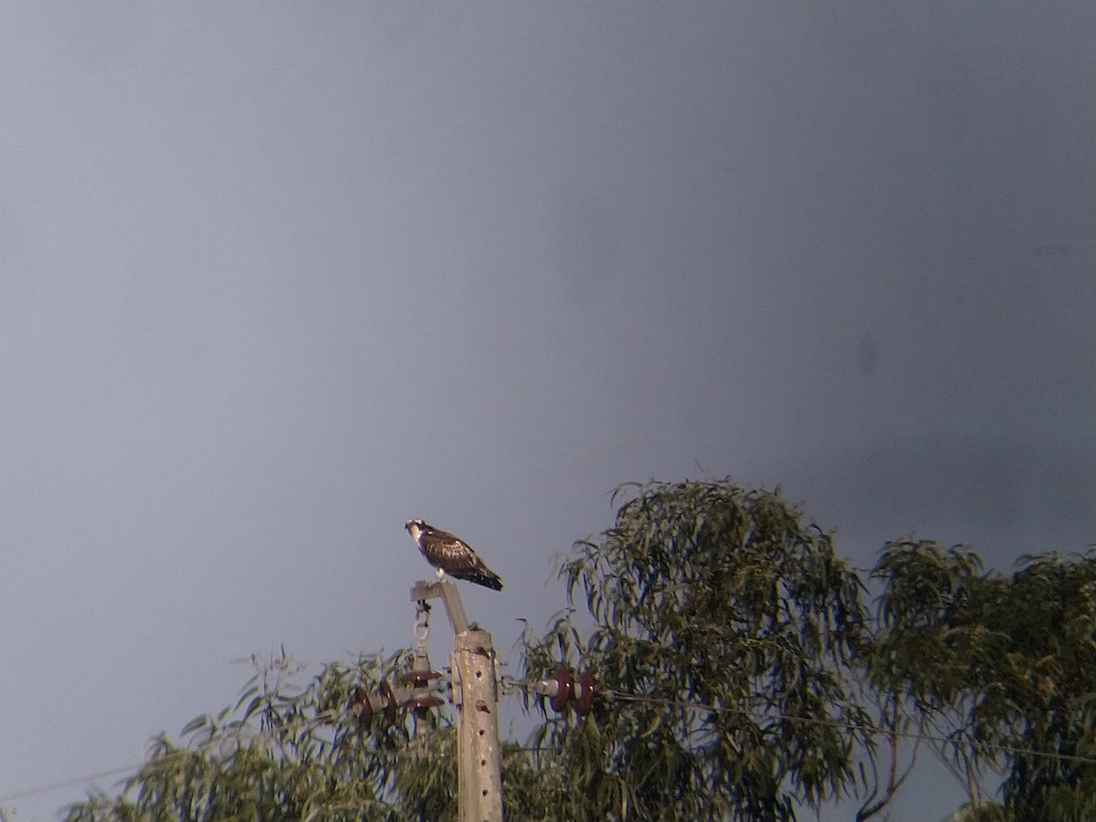 Águila Pescadora - ML609668386