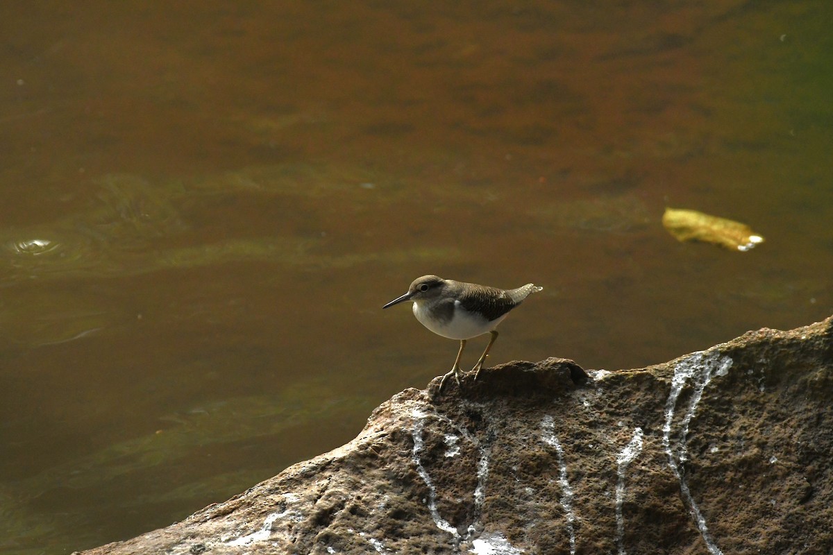 Common Sandpiper - Sunanda Vinayachandran