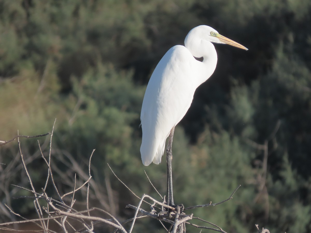 Great Egret - ML609668424