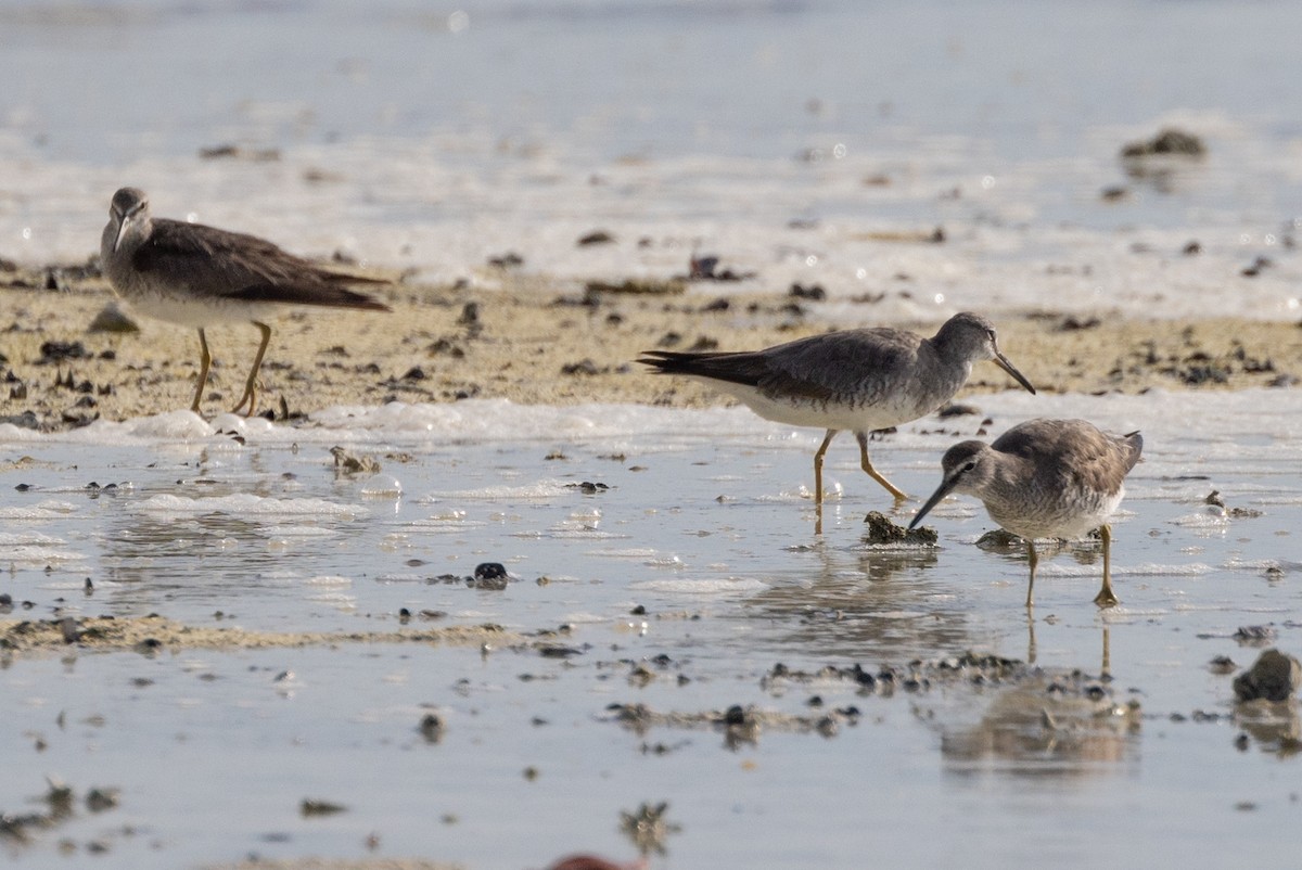 Gray-tailed Tattler - John Reynolds