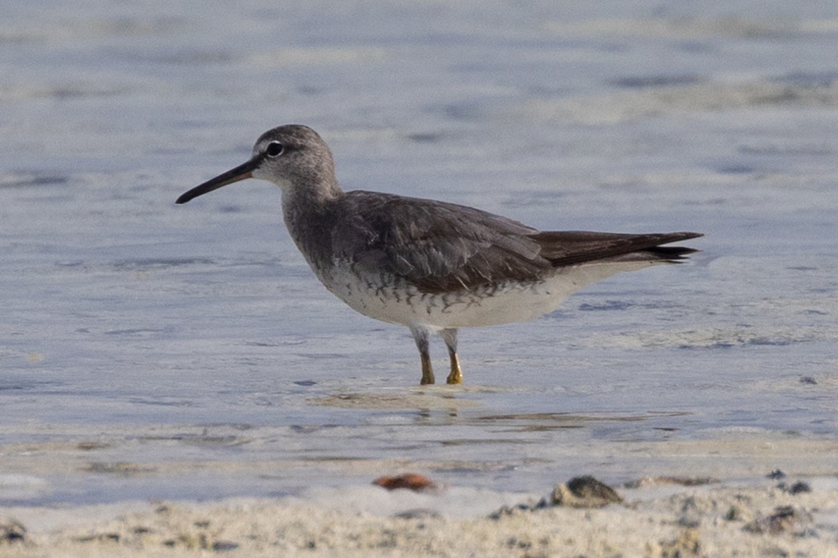 Gray-tailed Tattler - ML609668464