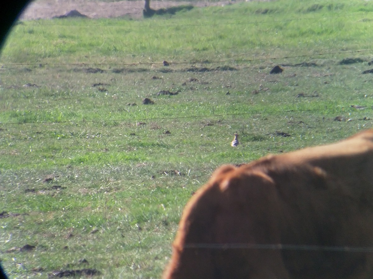 Eurasian Hoopoe - ML609668502