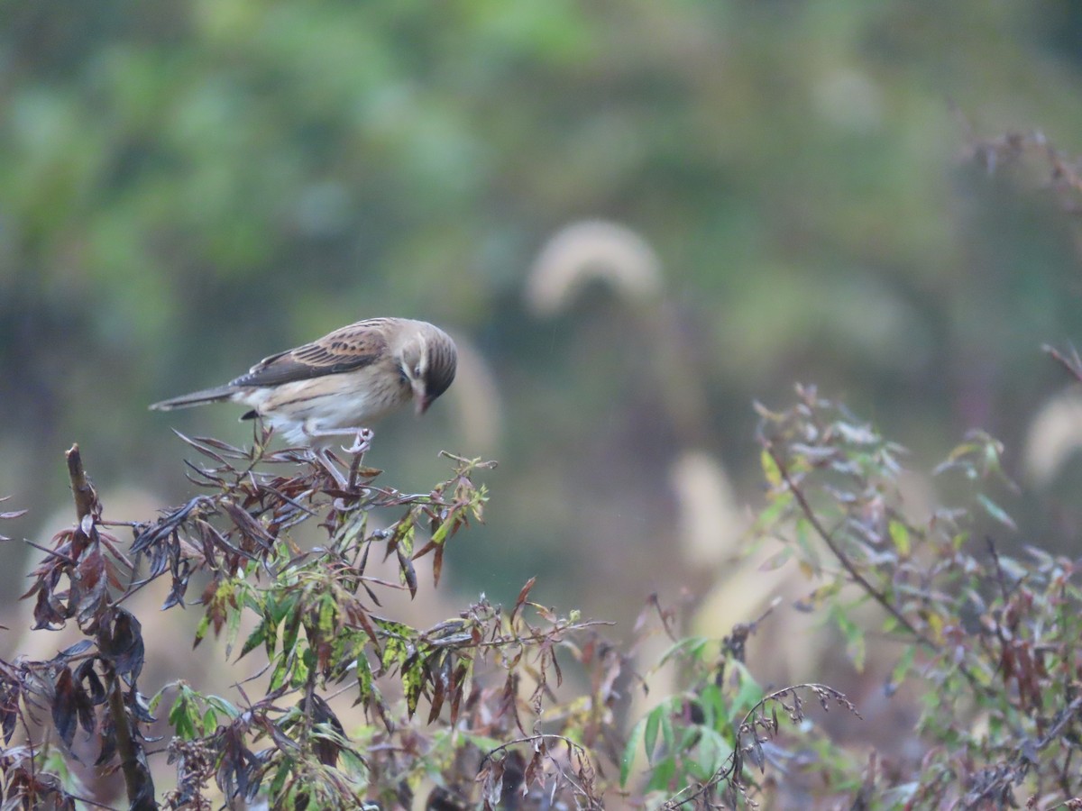 Dickcissel - ML609668505