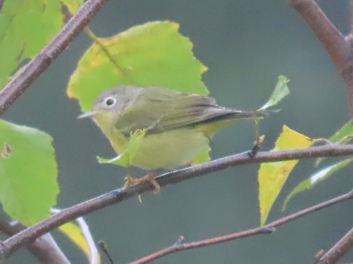 Nashville Warbler - ML609668512