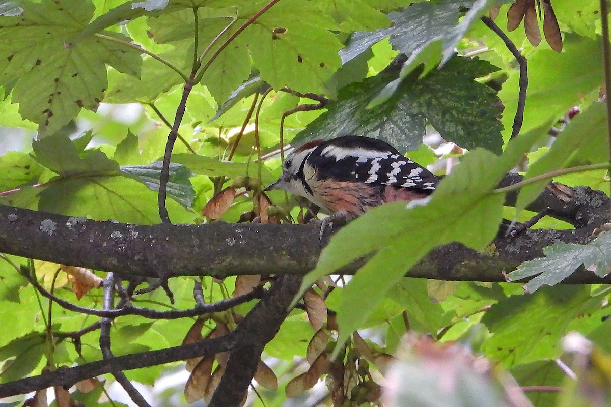 Middle Spotted Woodpecker - ML609668534