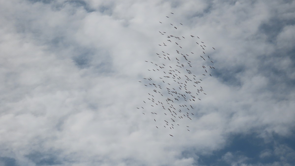 American White Pelican - ML609668543