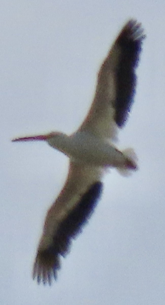 American White Pelican - ML609668544