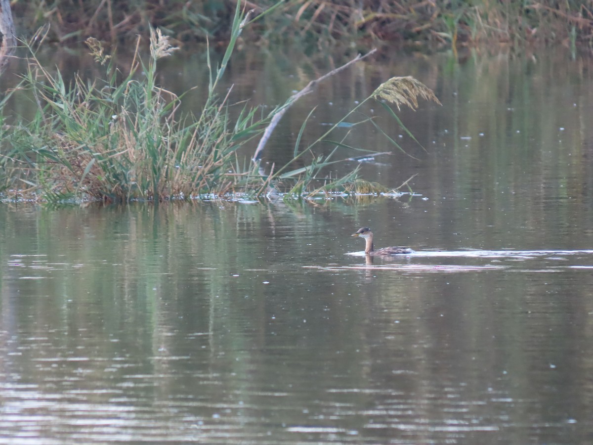 Little Grebe - ML609668549