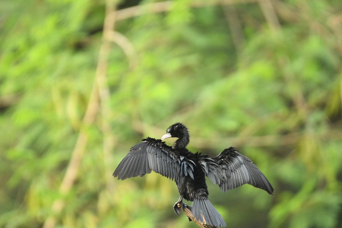 Little Cormorant - Sunanda Vinayachandran