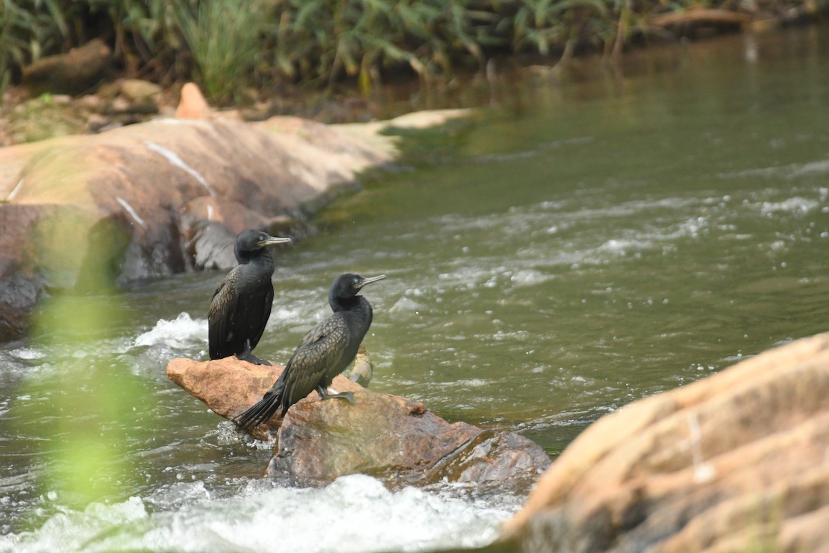 Indian Cormorant - Sunanda Vinayachandran