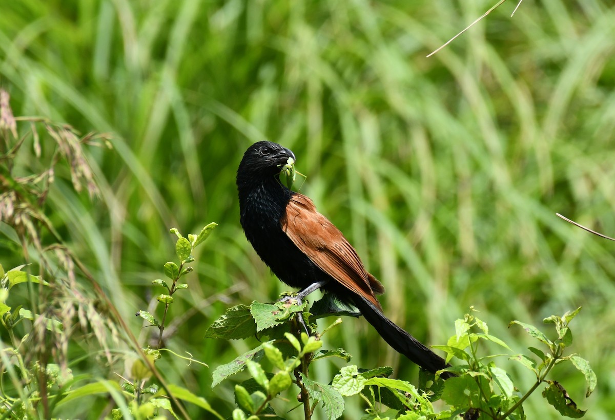 Lesser Coucal - Dr George P J