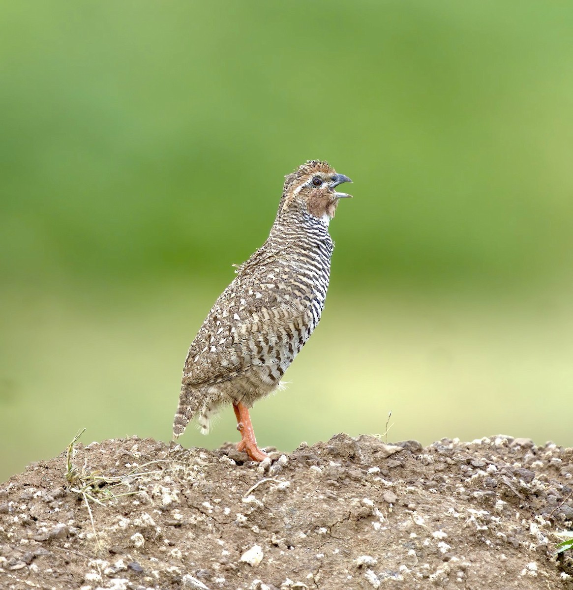 Rock Bush-Quail - ML609668766