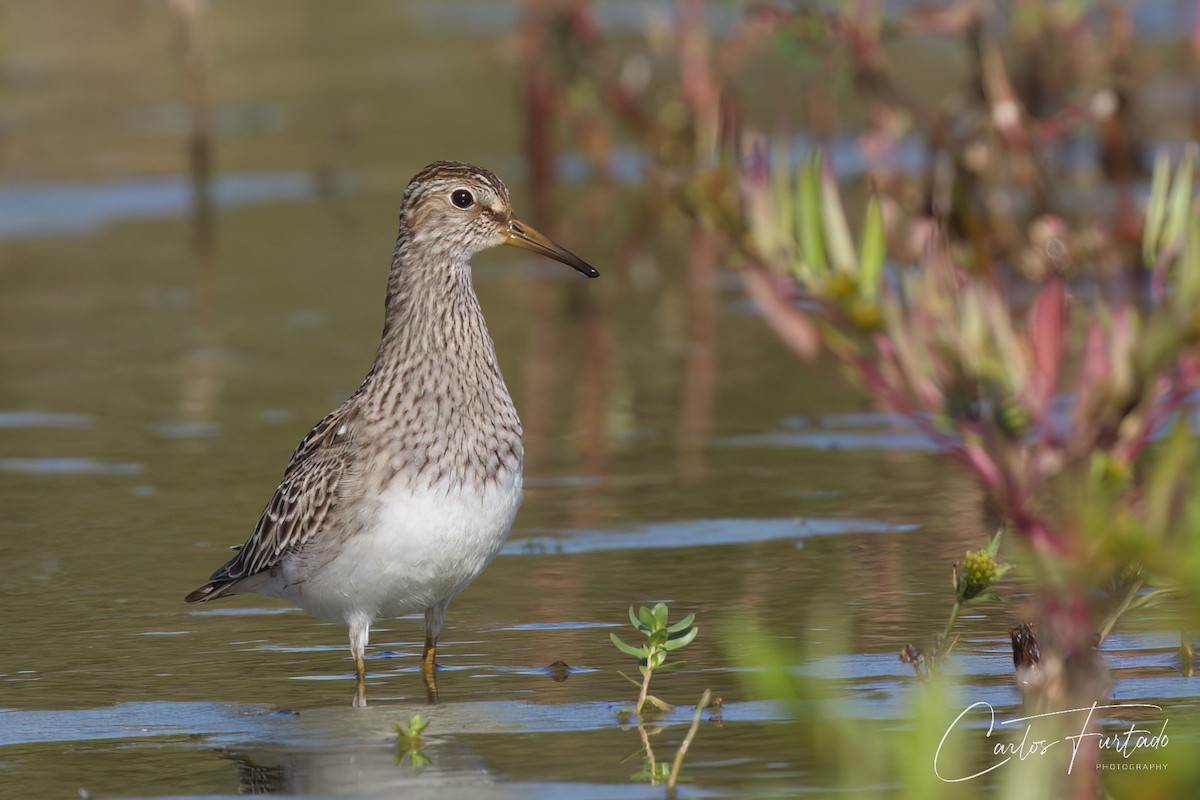 Pectoral Sandpiper - Ida & Carlos Furtado