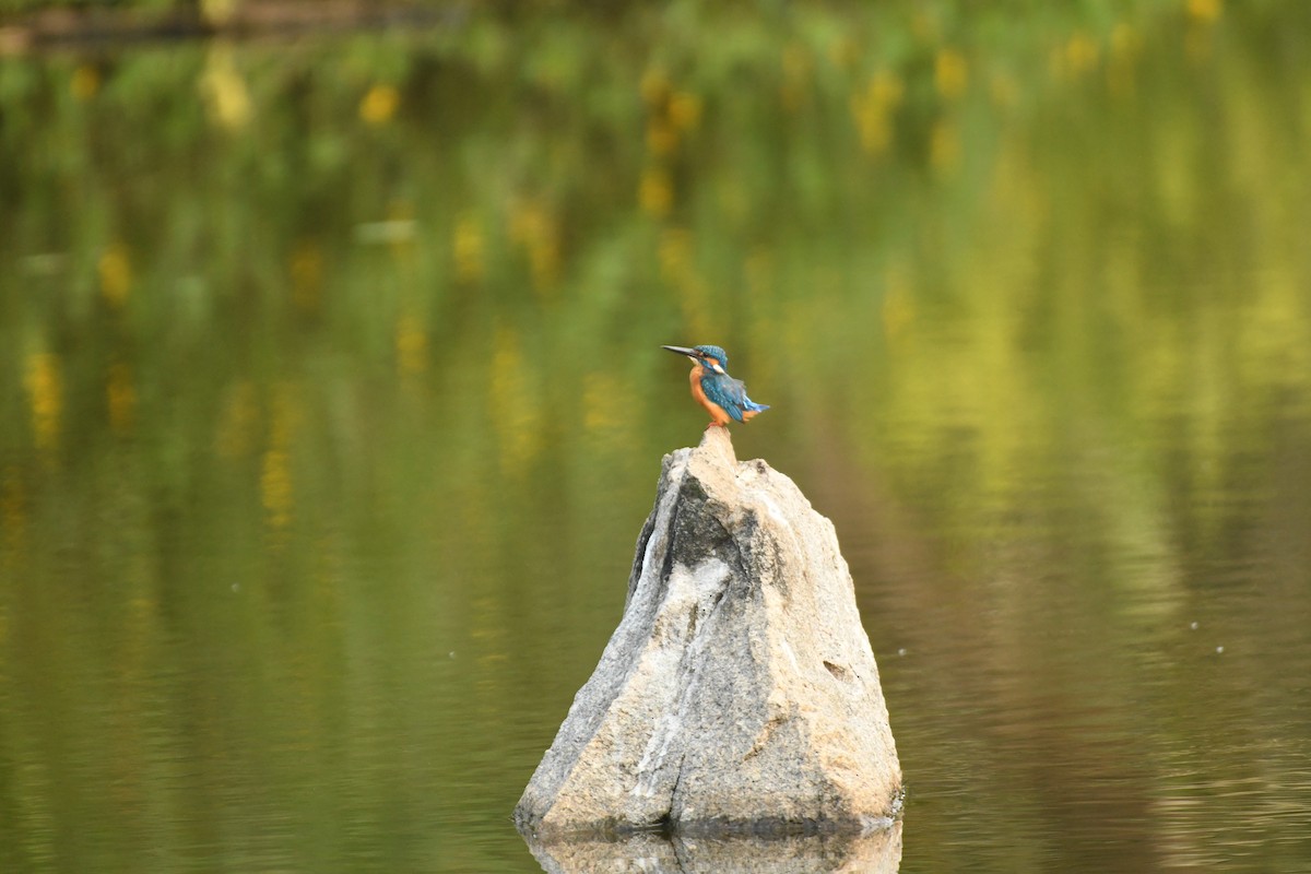 Common Kingfisher - Sunanda Vinayachandran