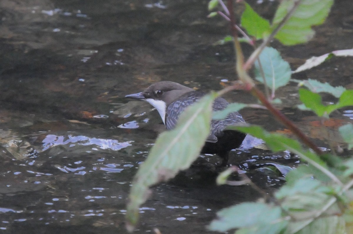 White-throated Dipper - ML609668804