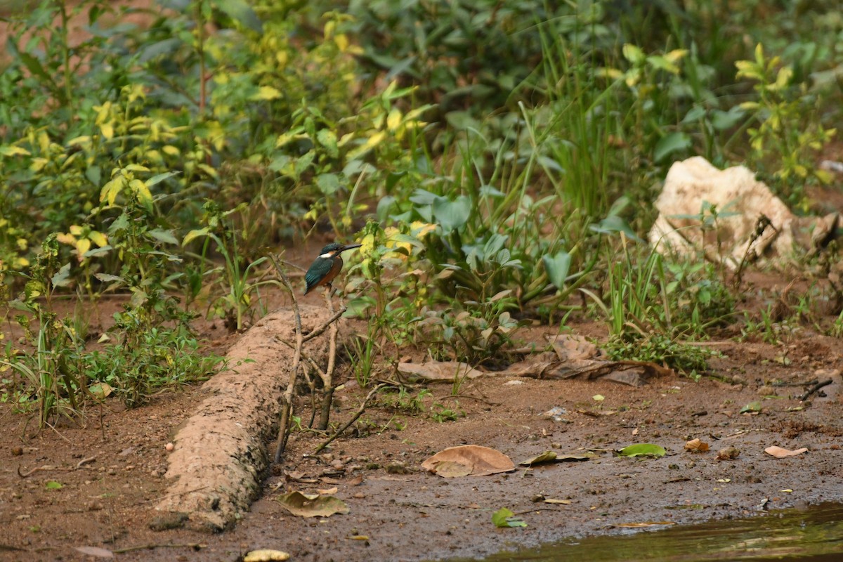 Common Kingfisher - ML609668851