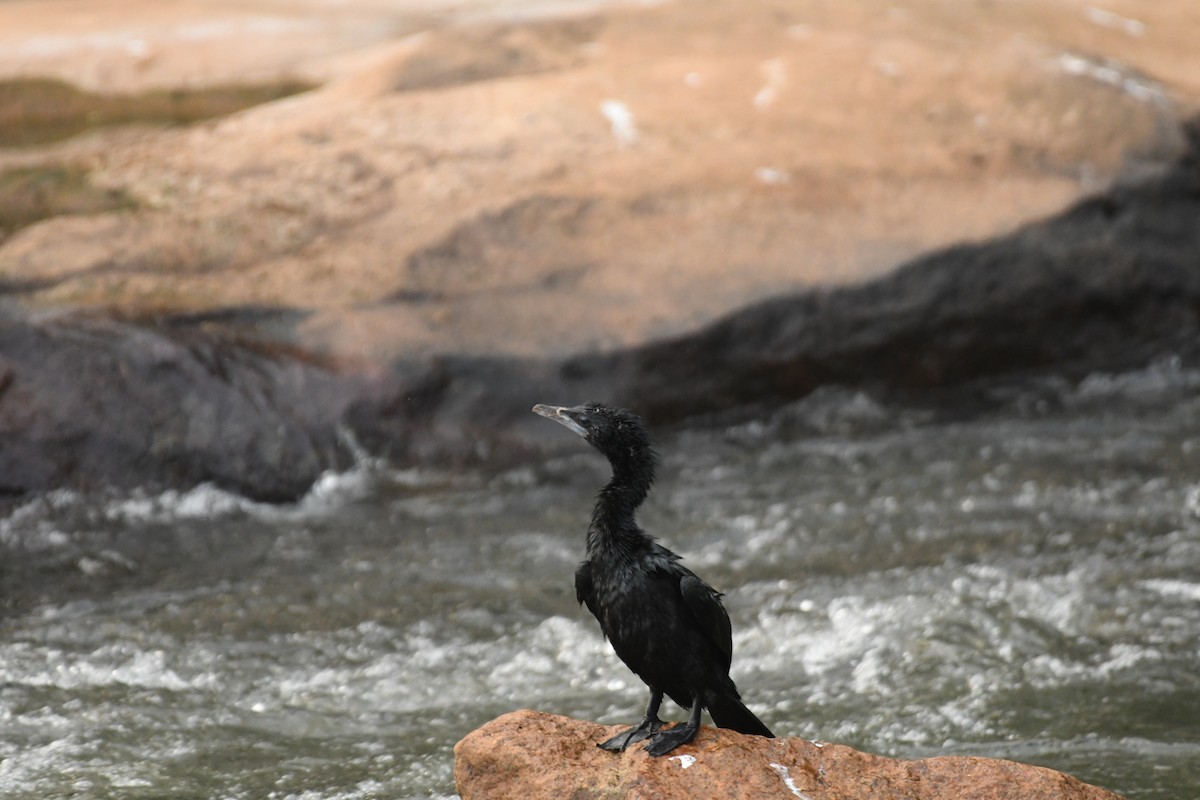 Little Cormorant - Sunanda Vinayachandran