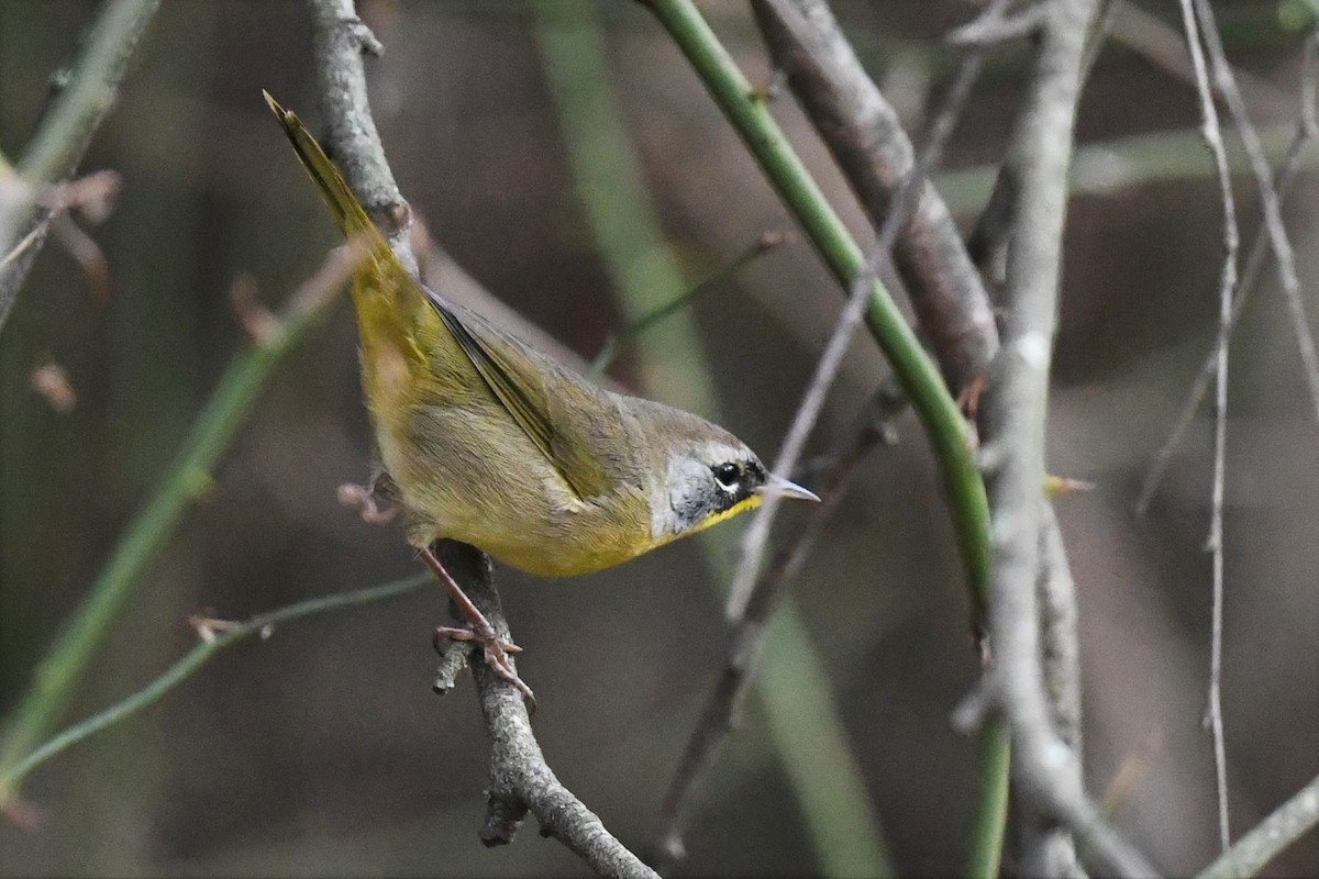 Common Yellowthroat - ML609668874