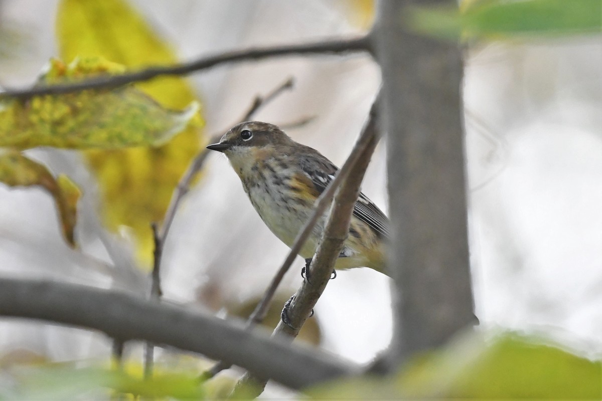 Yellow-rumped Warbler - ML609668878