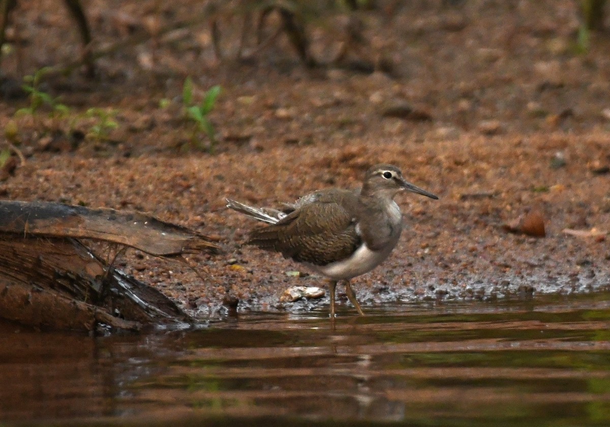 Common Sandpiper - Sunanda Vinayachandran