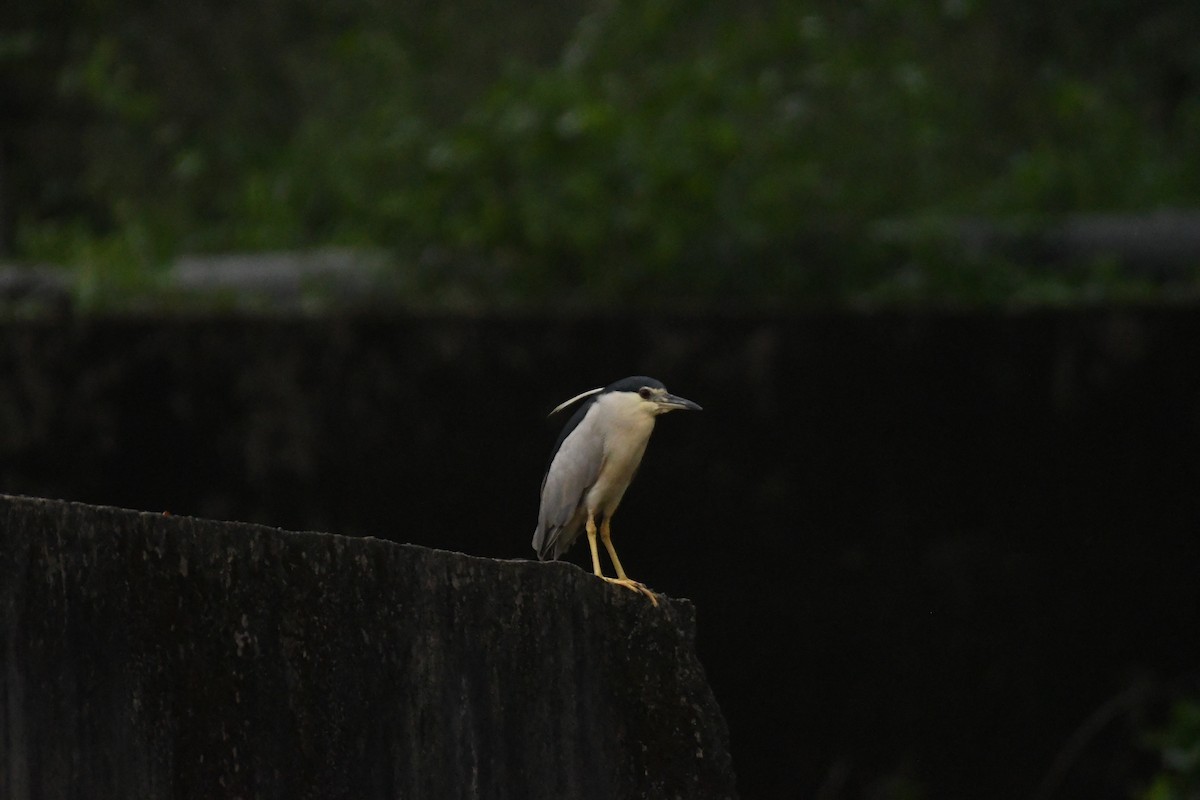 Black-crowned Night Heron - Sunanda Vinayachandran