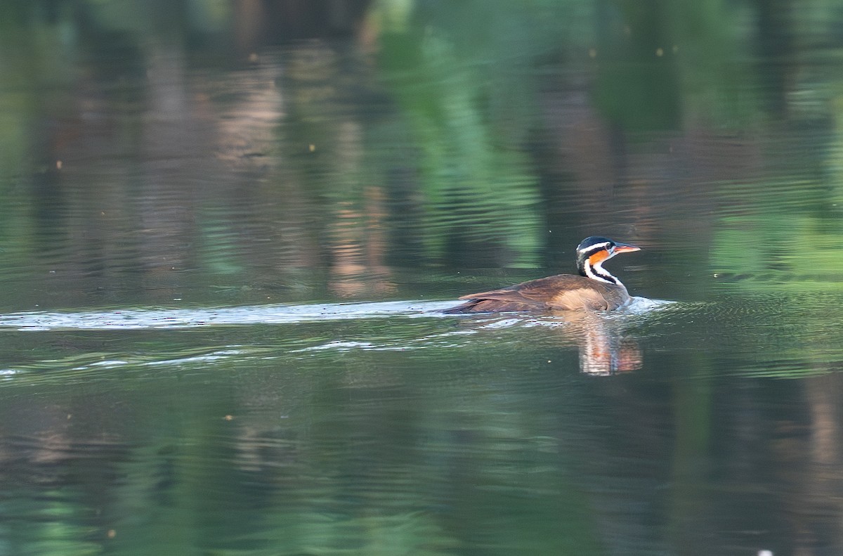 Sungrebe - ML609668897