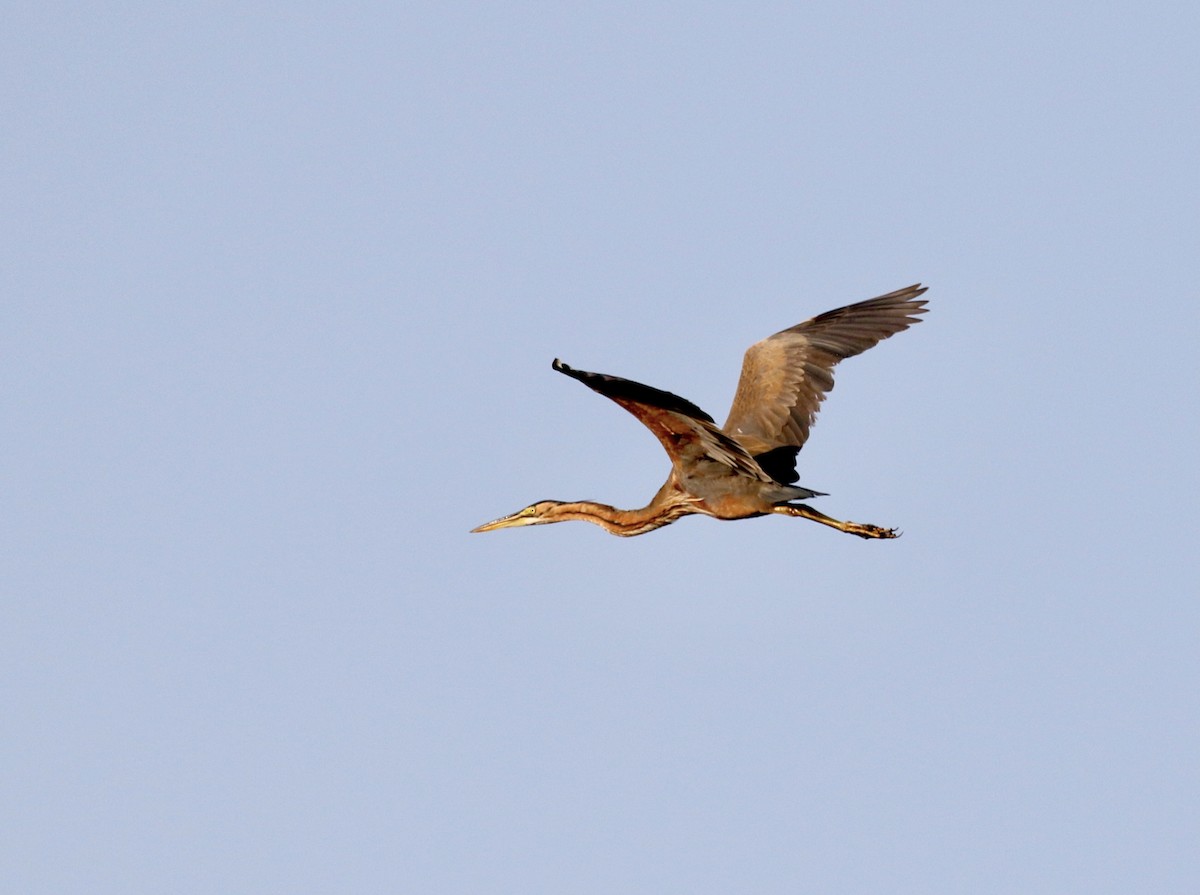 Purple Heron - ML609668909