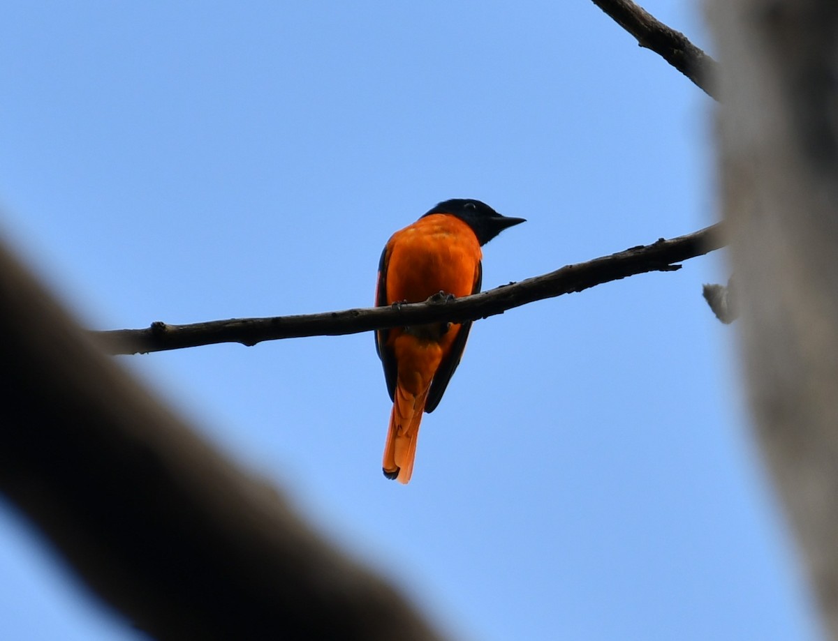 Orange Minivet - ML609668933