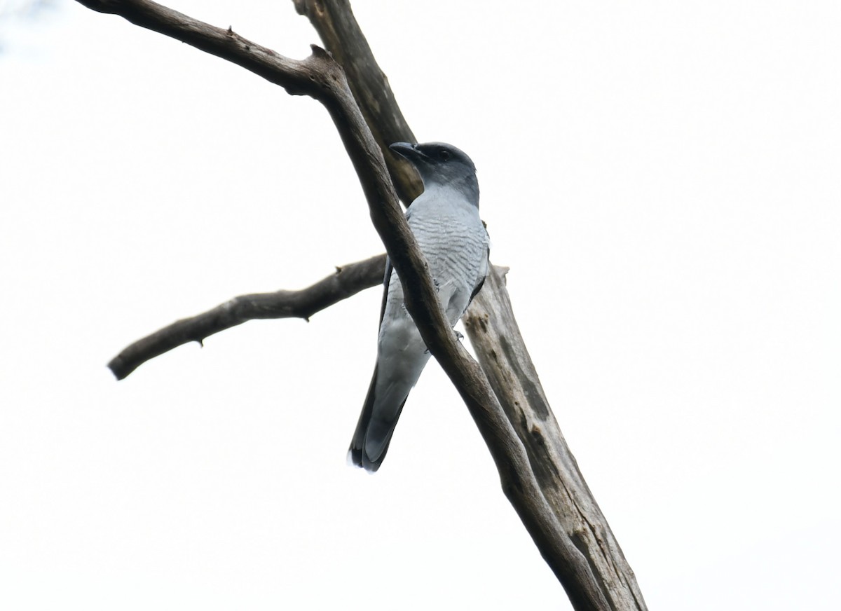 Indian Cuckooshrike - ML609668975