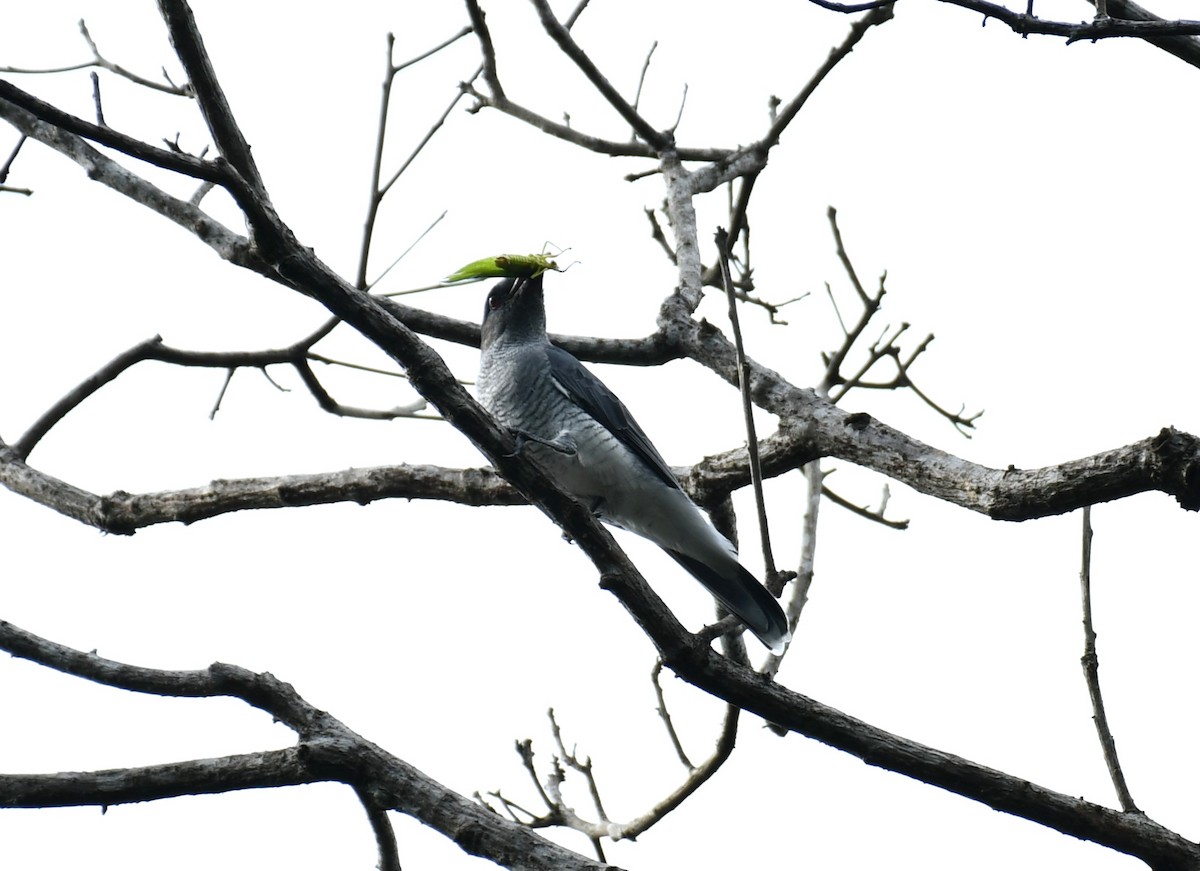 Indian Cuckooshrike - ML609669008
