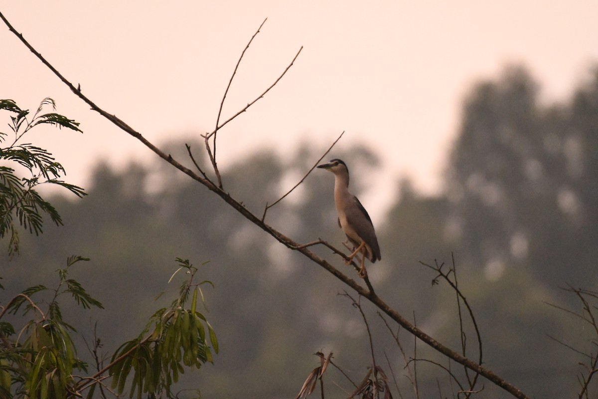 Black-crowned Night Heron - ML609669009