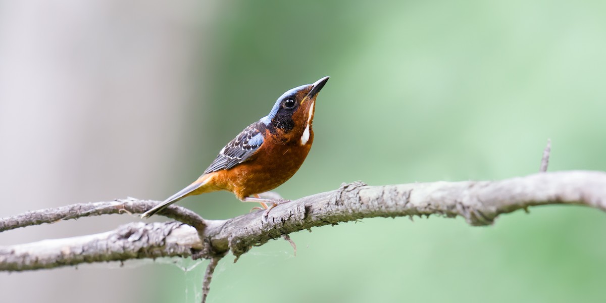 White-throated Rock-Thrush - ML60966901