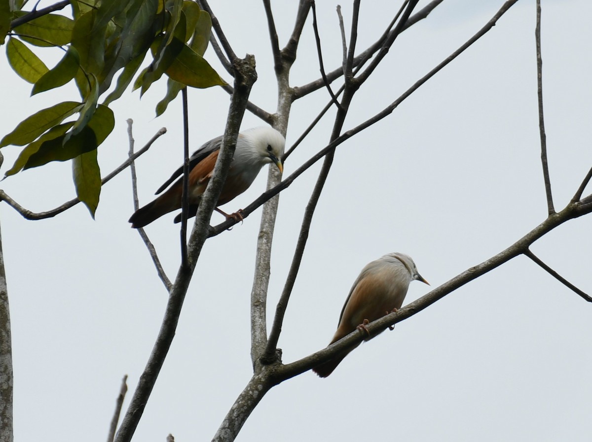 Malabar Starling - ML609669034