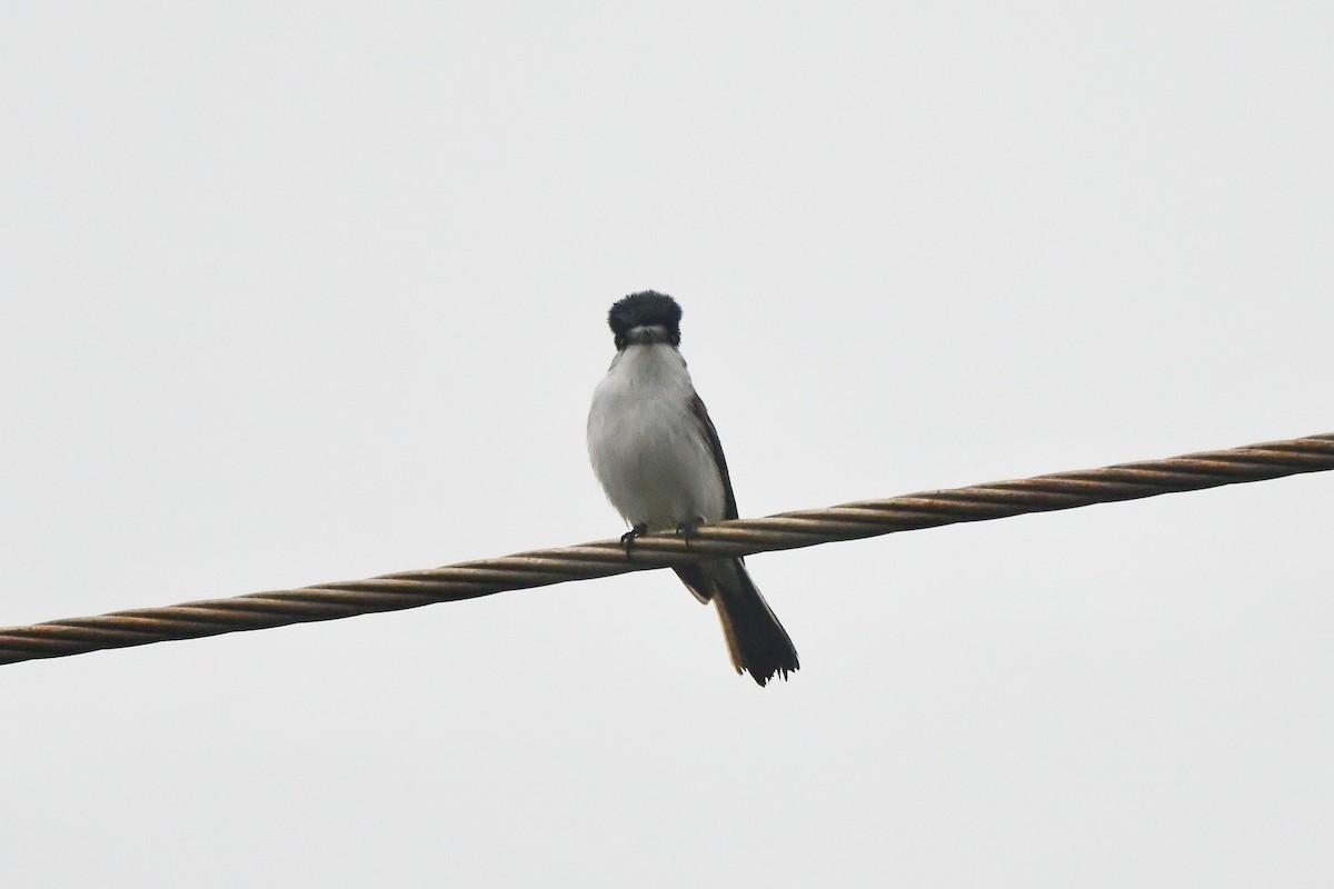 White-naped Xenopsaris - Chris Farias