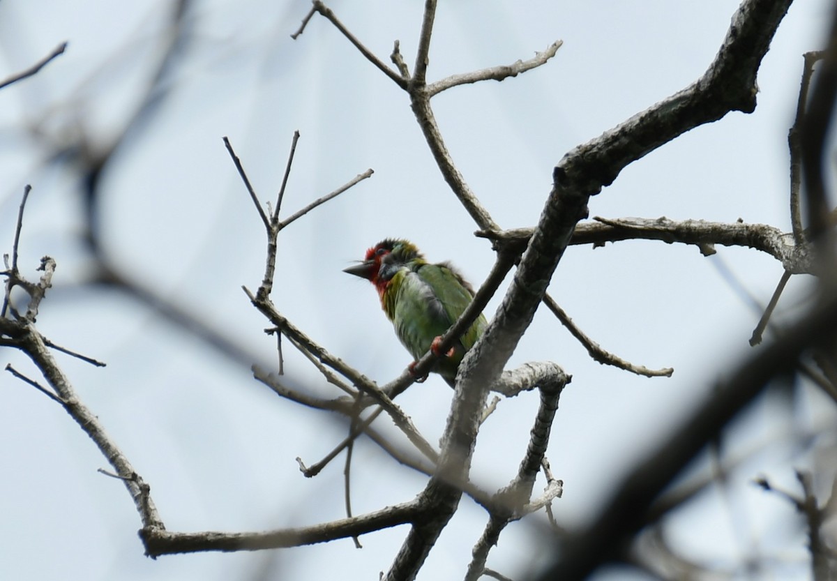 Malabar Barbet - ML609669056