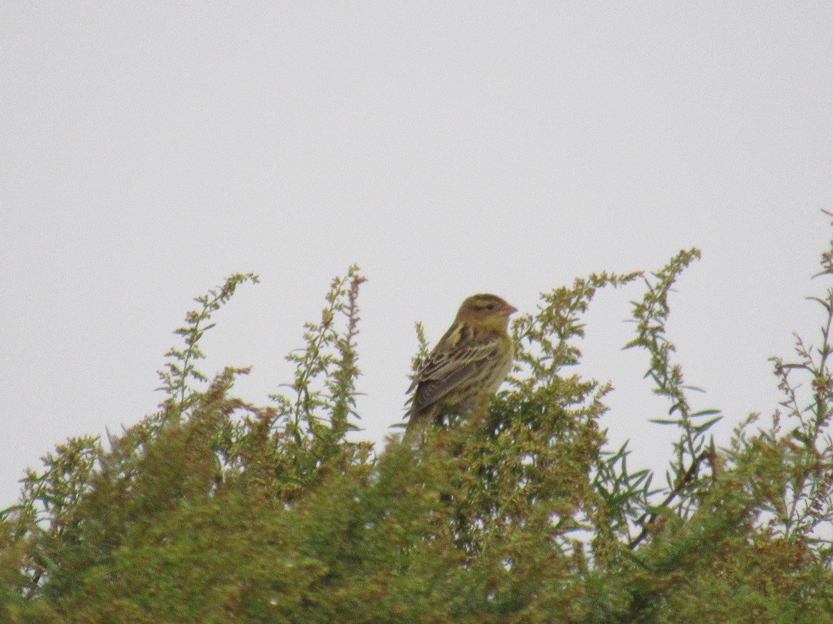 Bobolink - ML609669088