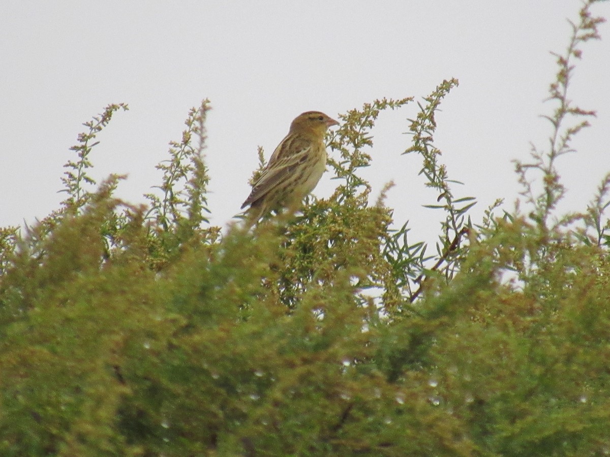 Bobolink - ML609669089