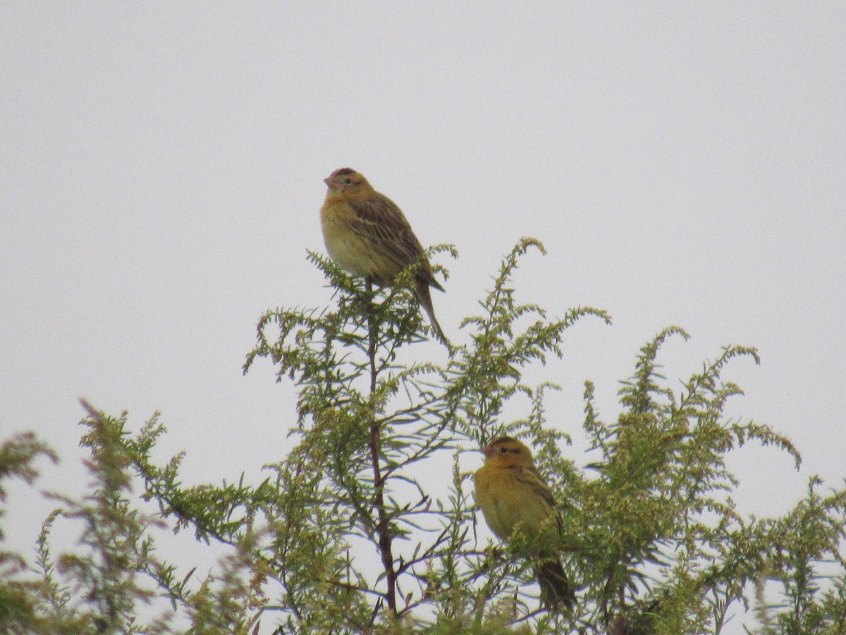 Bobolink - ML609669090