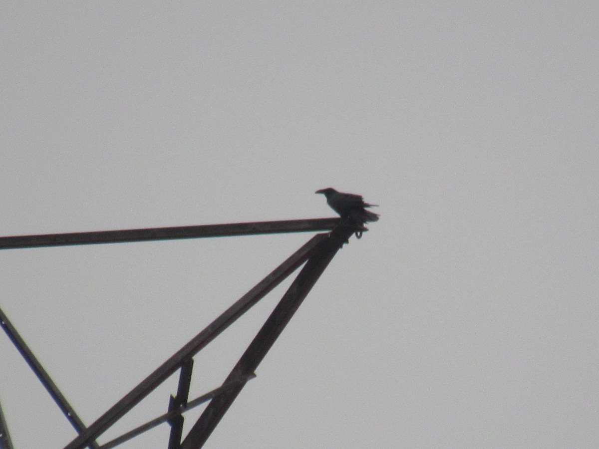 Хон хэрээ - ML609669101